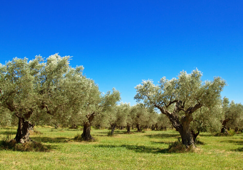 Olio Modicano – 100% EVO DOP dei Monti Eblei